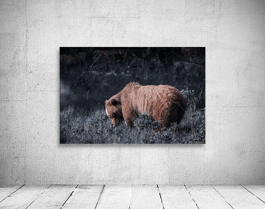 Grizzly Wall Preview