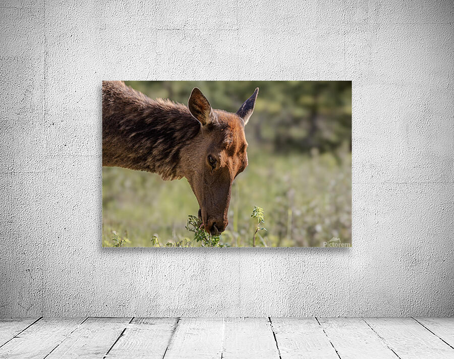 Zen Elk Wall Preview