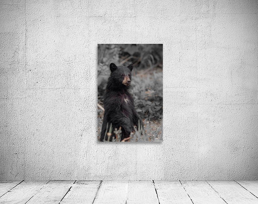 Curious bear cub Wall Preview