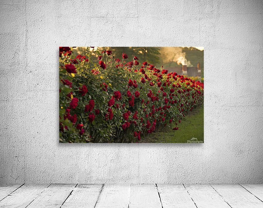 roses background 3 Wall Preview