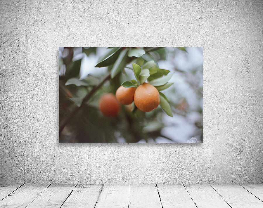 Greenhouse Citrus Wall Preview