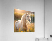 Palomino Blaze  Acrylic Print