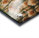 Cottongrass  Acrylic print