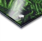 New Ferns Acrylic print