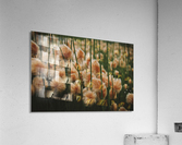 Cottongrass  Acrylic Print