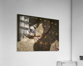 Sorting Hands Acrylic Print