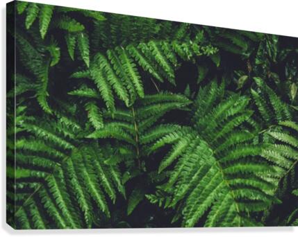 New Ferns Canvas Print