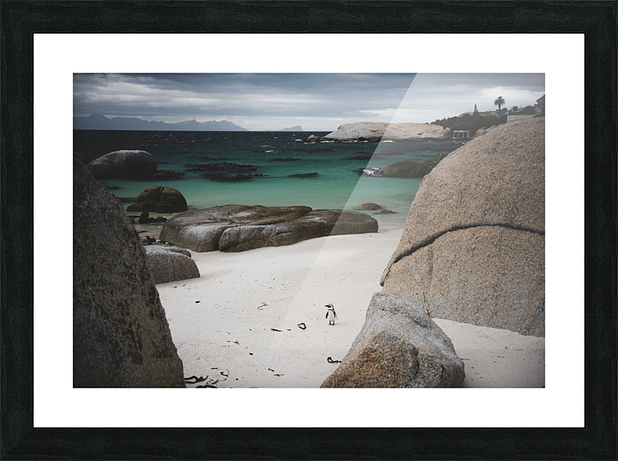 Lonely Penguin  Picture Frame print