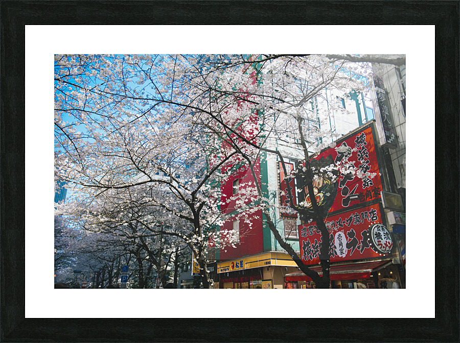Ramen Blossoms  Picture Frame print