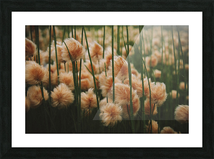 Cottongrass  Picture Frame print