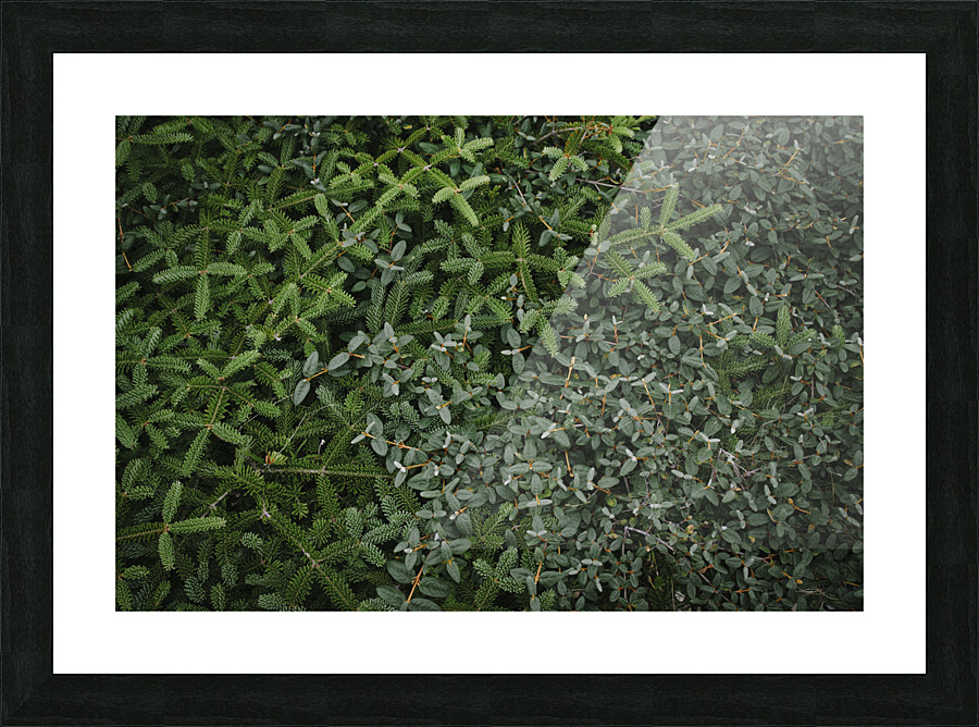 Silent carpet Picture Frame print