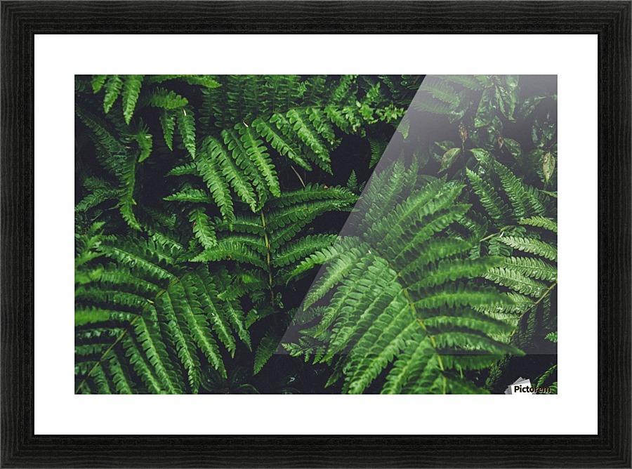 New Ferns Picture Frame print