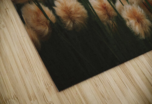 Cottongrass  Raisa Mirza puzzle