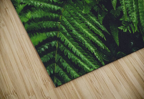 New Ferns Raisa Mirza puzzle