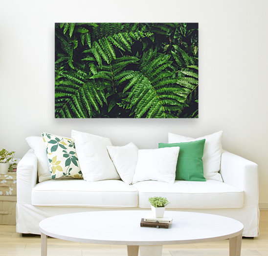 New Ferns Reproduction