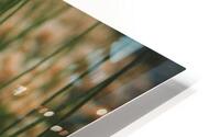 Cottongrass  HD Metal print