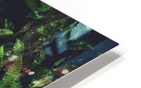 New Ferns HD Metal print