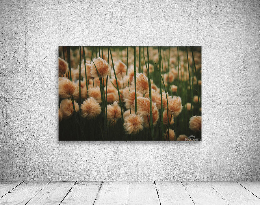 Cottongrass  Wall Preview