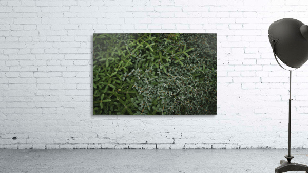 Silent carpet Wall Preview