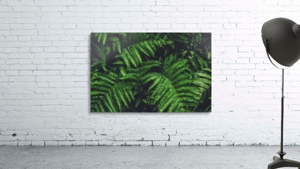 New Ferns Wall Preview
