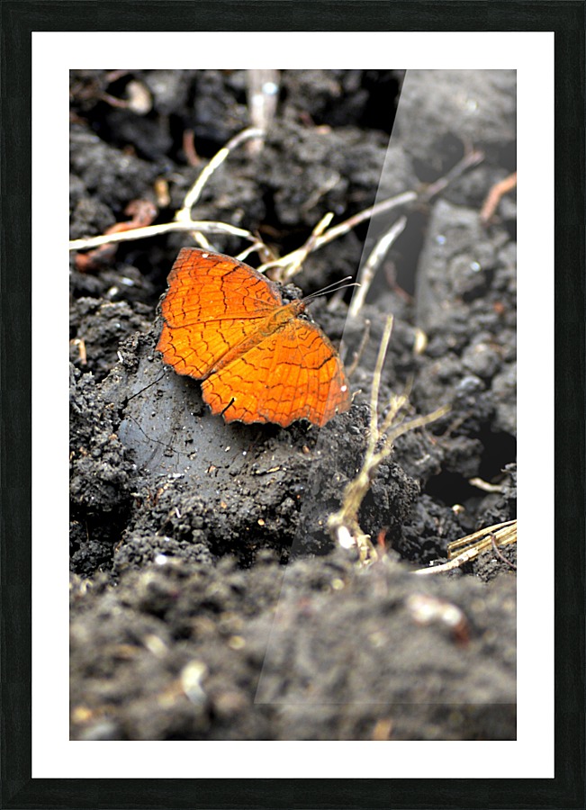Butterfly Picture Frame print