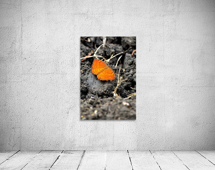 Butterfly Wall Preview
