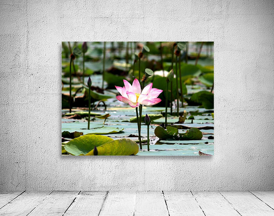 Lotus Wall Preview