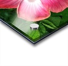 Awesome Petals Acrylic print