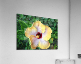 Hi Noon Acrylic Print