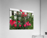 Red Knockout Acrylic Print