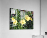 Yellow Mandevilla Acrylic Print
