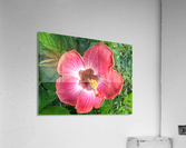 Awesome Petals Acrylic Print