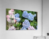 Hydra Blues Acrylic Print