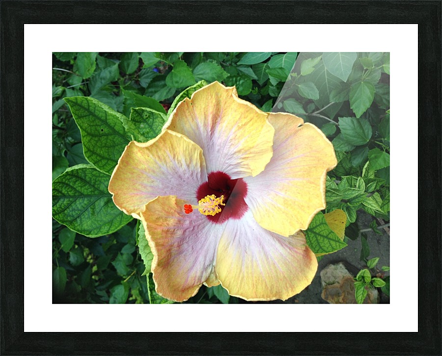 Hi Noon Picture Frame print