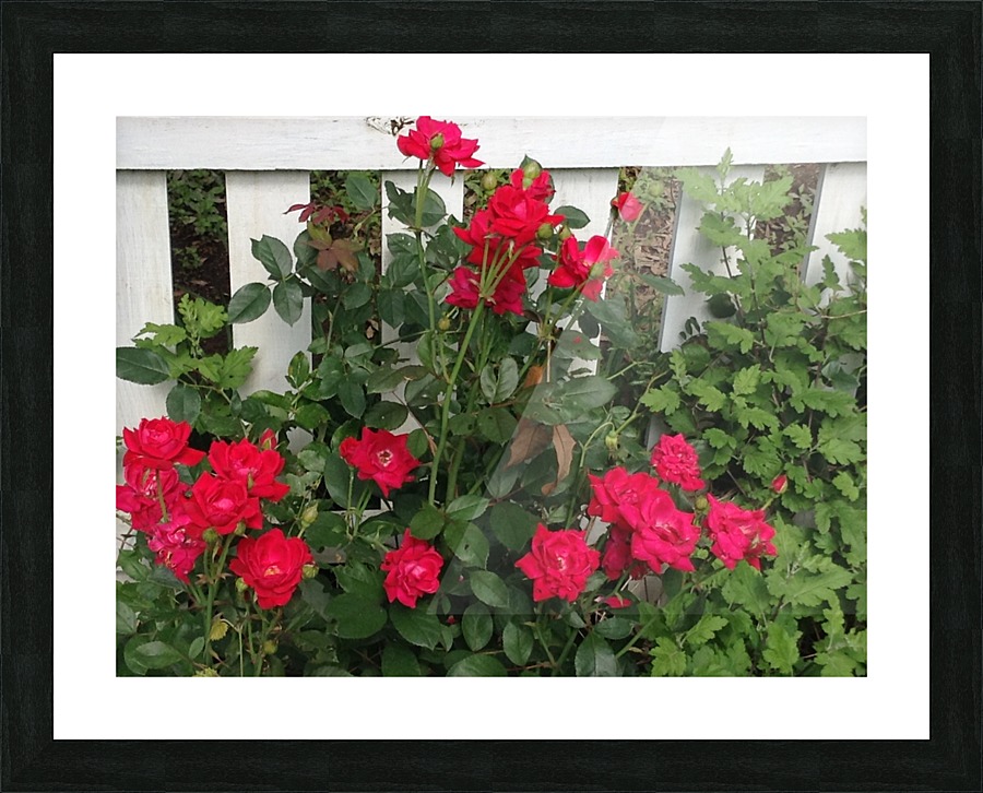 Red Knockout Picture Frame print