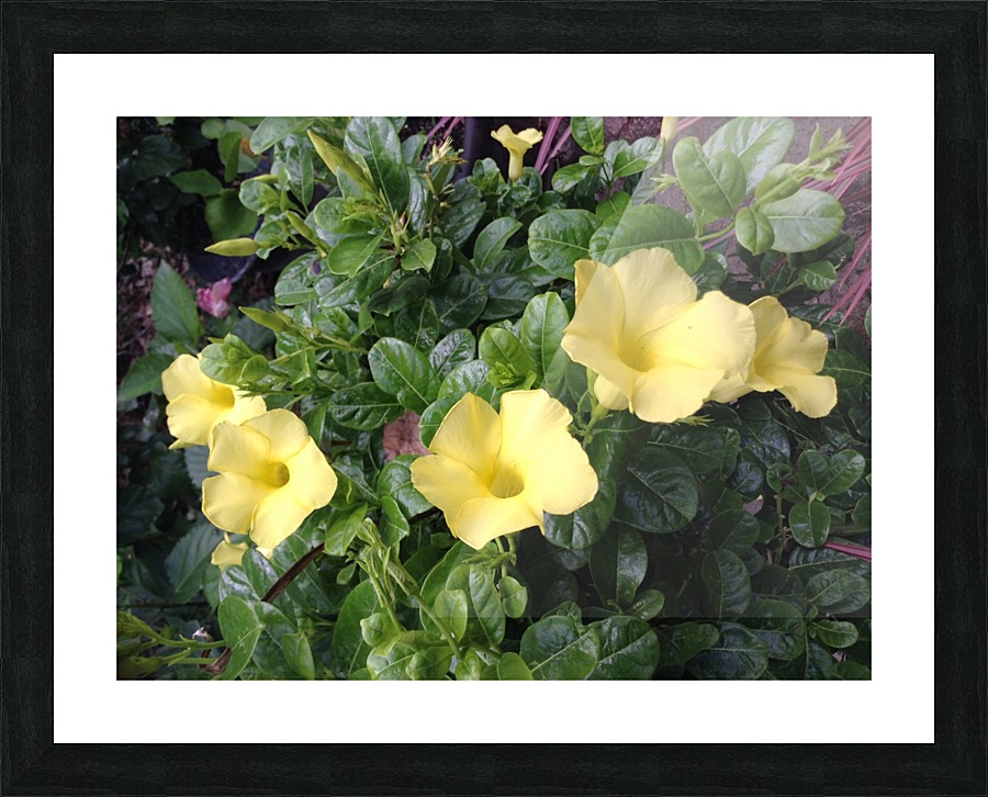 Yellow Mandevilla Picture Frame print