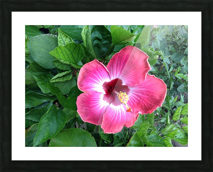 Fuchsia Hibscus  Picture Frame print