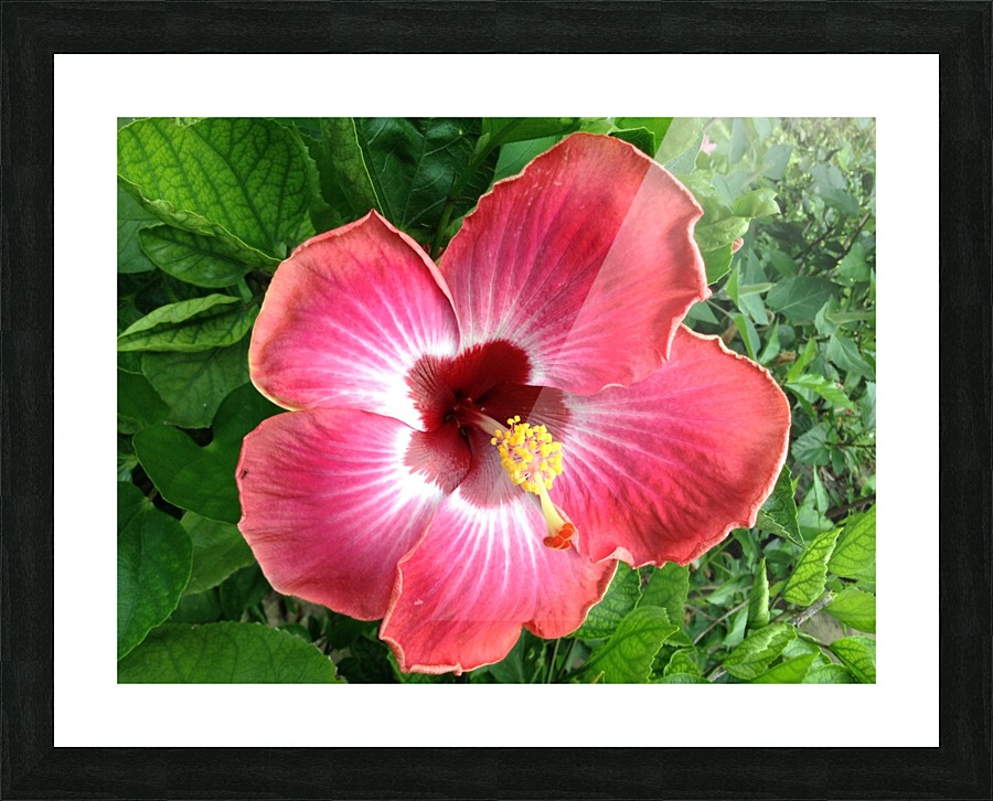 Awesome Petals Picture Frame print