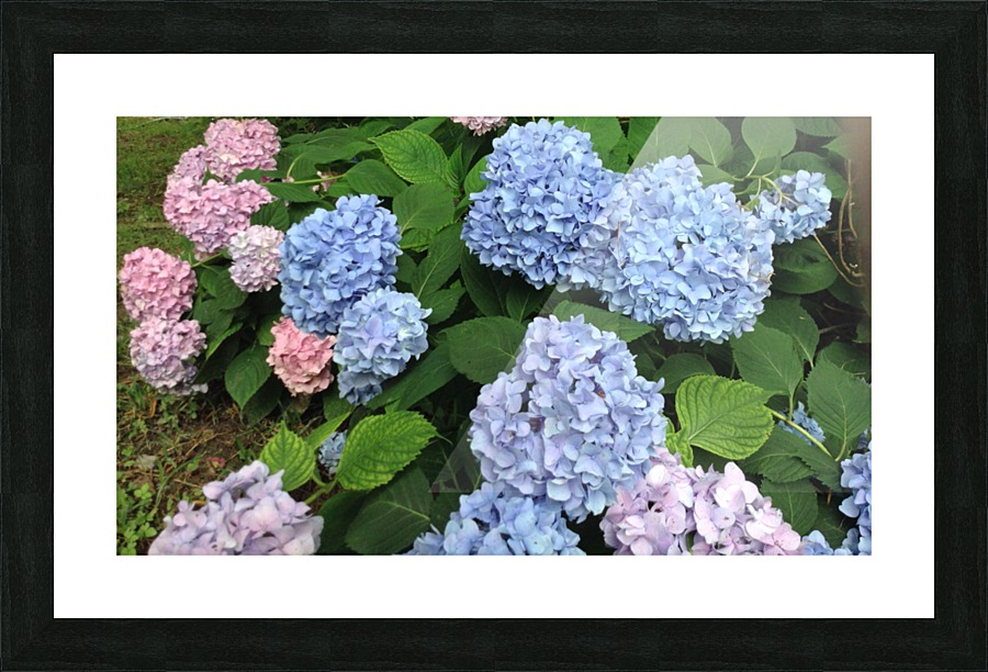 Hydra Blues Picture Frame print