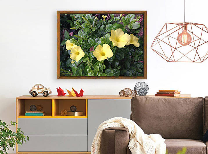 Yellow Mandevilla by Galena Gibson