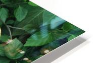 Hi Noon HD Metal print