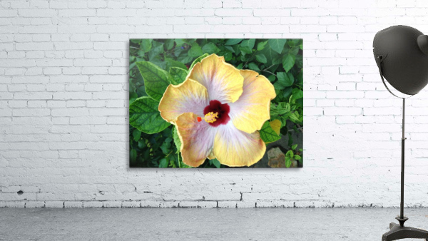 Hi Noon Wall Preview