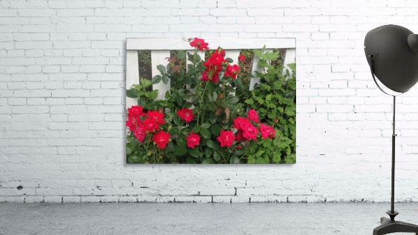 Red Knockout Wall Preview