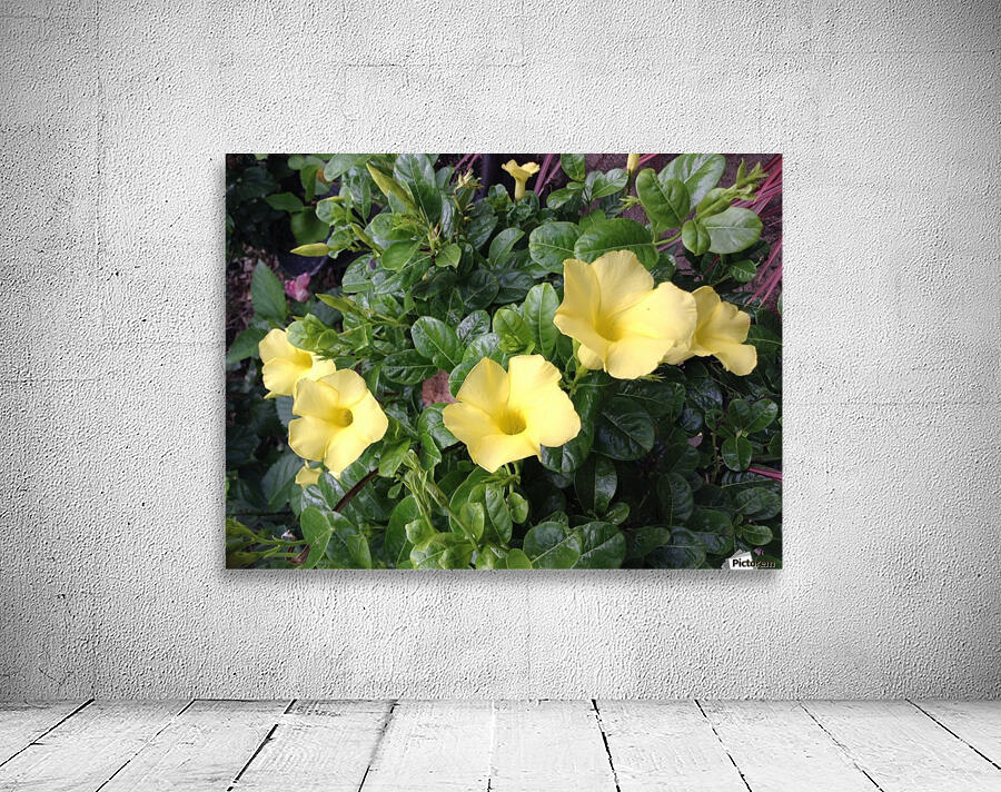 Yellow Mandevilla Wall Preview