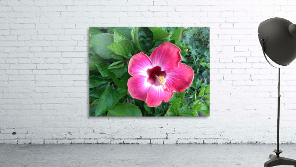 Fuchsia Hibscus  Wall Preview