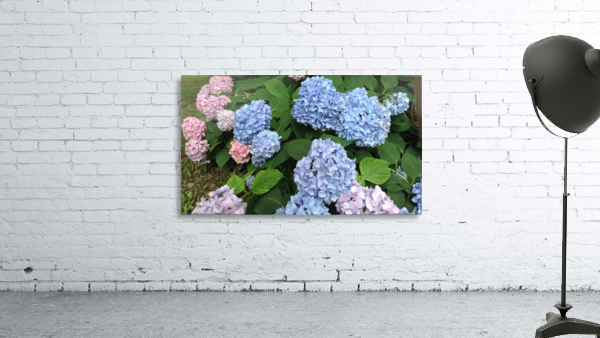 Hydra Blues Wall Preview