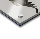 IMG 6945 Acrylic print