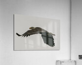 IMG 6945 Acrylic Print