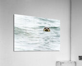 IMG 6949 Acrylic Print