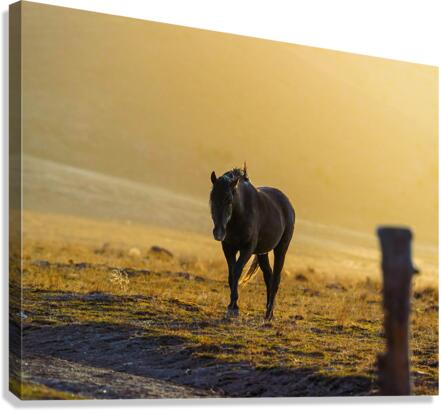  Wildhorse At Sunset Canvas Print